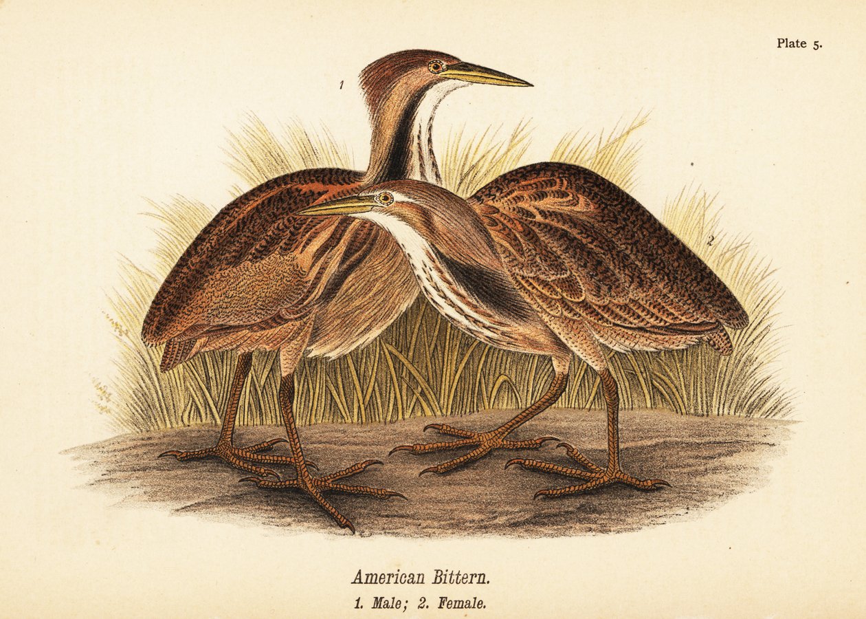Amerikan balabanı, Botaurus lentiginosus, erkek 1, dişi 2 by John James (after) Audubon