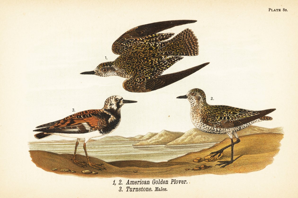 Amerikan altın cılıbıt, Pluvialis dominica 1,2 ve kırmızı dönüm taşı, Arenaria interpres dönüm taşı 3 by John James (after) Audubon