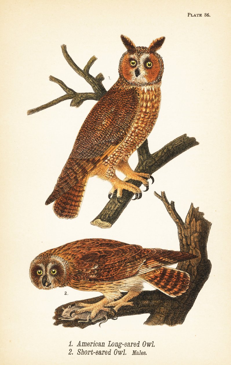 Amerikan uzun kulaklı baykuşu, Asio otus 1 ve avı olan kısa kulaklı baykuş, Asio flammeus 2, erkekler by John James (after) Audubon