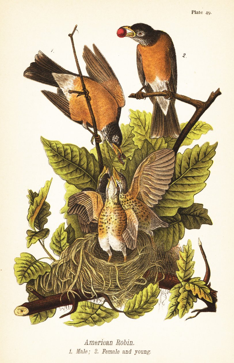 Amerikan robin, Turdus migratorius, erkek 1, dişi 2 ve yuvada genç by John James (after) Audubon