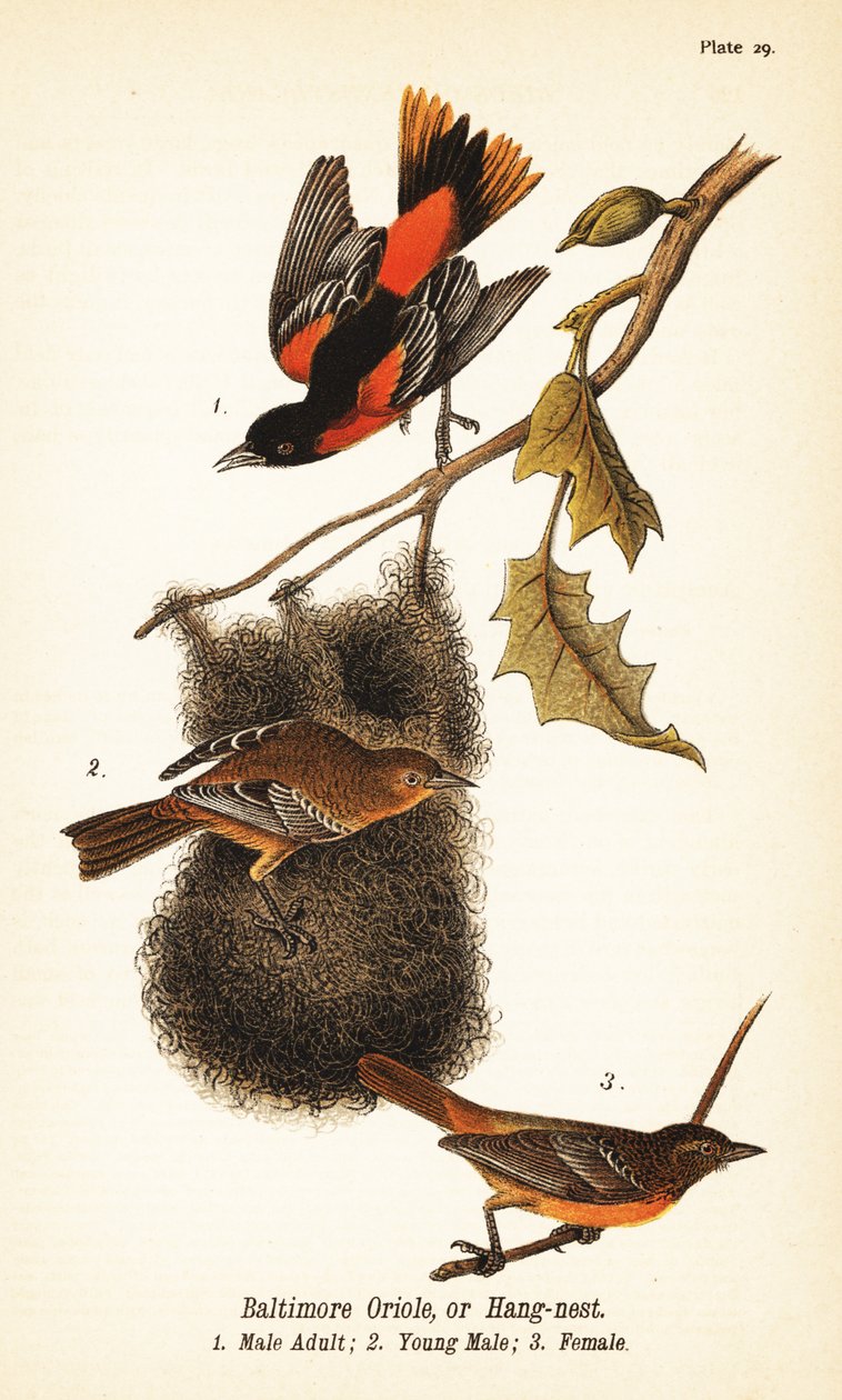 Baltimore sarısı veya asma yuvası, Icterus galbula by John James (after) Audubon