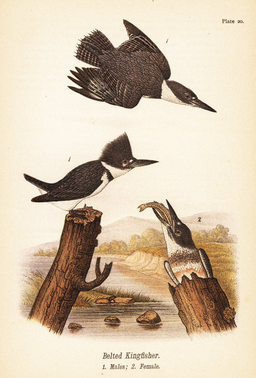 Kuşaklı yalıçapkını, Megaceryle alcyon, erkek 1, dişi 2 by John James (after) Audubon