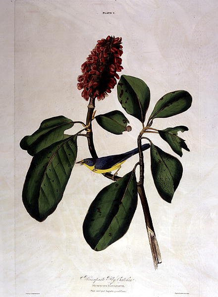 Bonaparte Fly Catcher, 