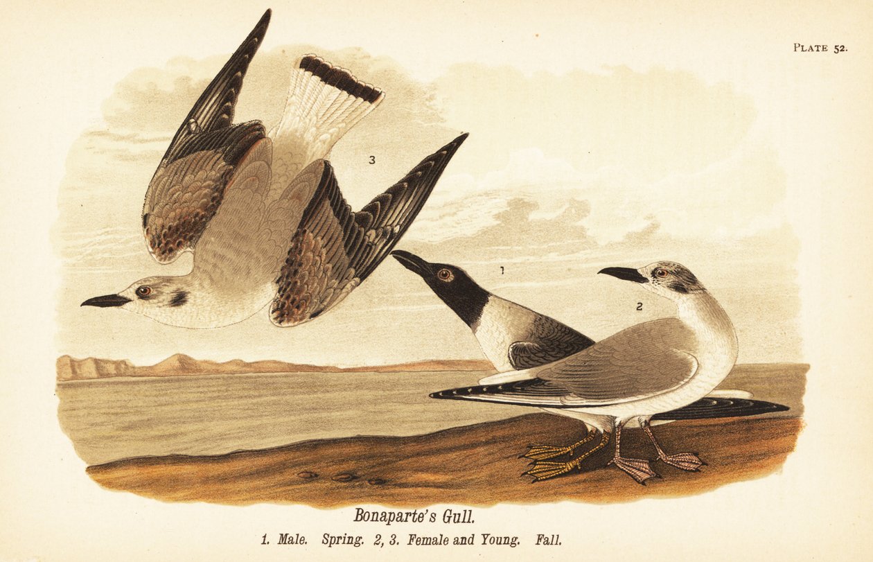 Bonaparte'ın martısı, Chroicocephalus philadelphia, erkek bahar 1, dişi 2 ve sonbahar tüylü genç 3 by John James (after) Audubon
