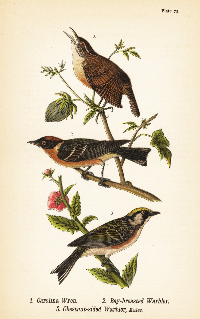 Carolina çalıkuşu, Thryothorus ludovicianus 1, defne göğüslü ötleğen, Setophaga castanea 2, kestane kenarlı ötleğen, Setophaga pensylvanica 3 by John James (after) Audubon