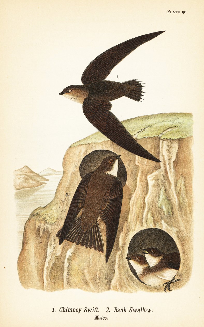 Baca hızlı, Chaetura pelagica 1, banka kırlangıç, Riparia riparia 2, erkekler by John James (after) Audubon