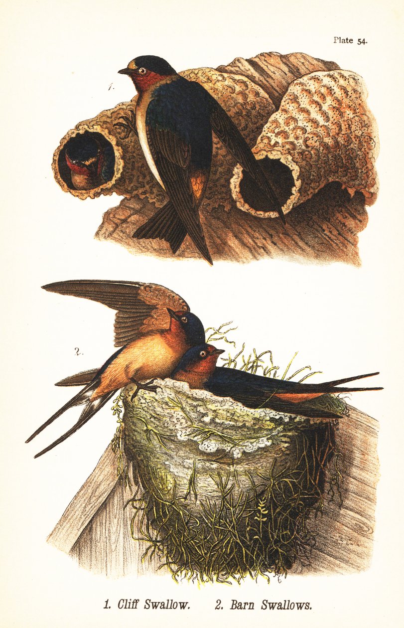 Uçurum kırlangıç, Petrochelidon pyrrhonota 1 ve ahır kırlangıç, Hirundo rustica 2 by John James (after) Audubon