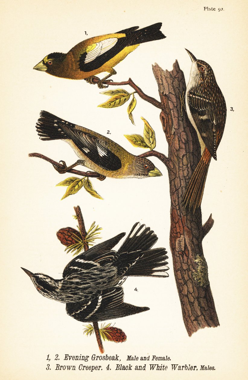 Akşam grosbeak, Coccothraustes vespertinus 1,2, kahverengi sarmaşık, Certhia americana 3 ve siyah beyaz ötleğen, Mniotilta varia 4 by John James (after) Audubon