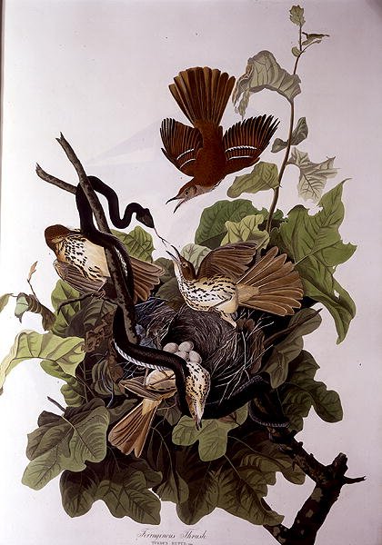 Robert Havell (1793-1878) tarafından oyulmuş 