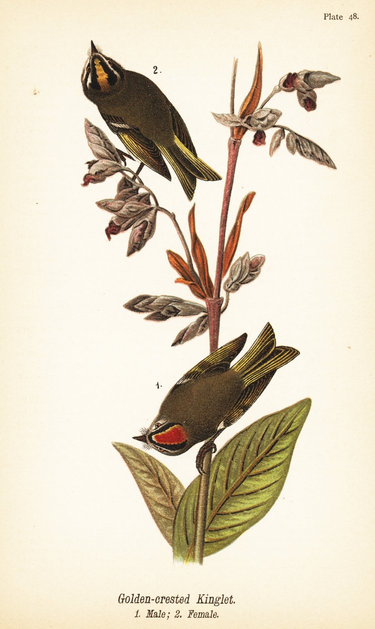 Altın taçlı kral, Regulus satrapa by John James (after) Audubon