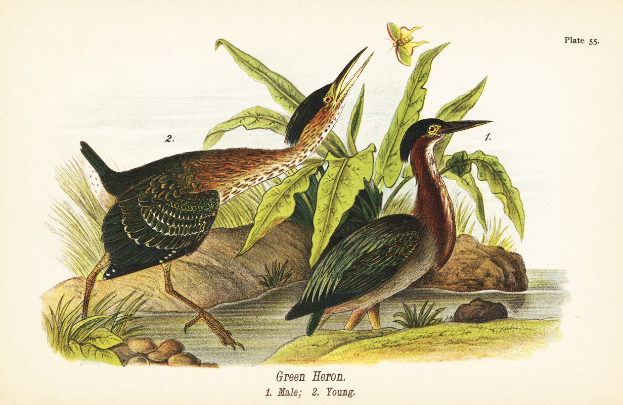 Yeşil balıkçıl, Butorides virescens, erkek 1, genç 2 by John James (after) Audubon
