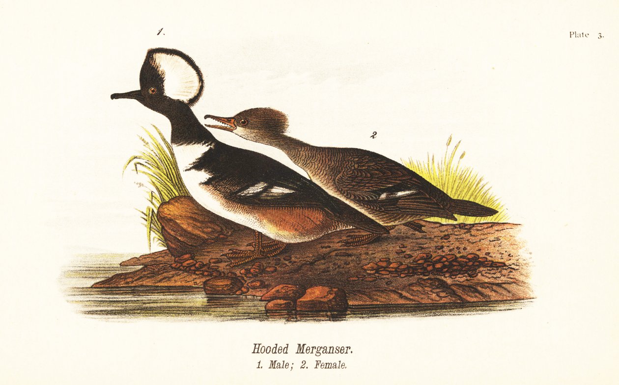 Kapşonlu merganser, Lophodytes cucullatus, erkek 1, dişi 2 by John James (after) Audubon