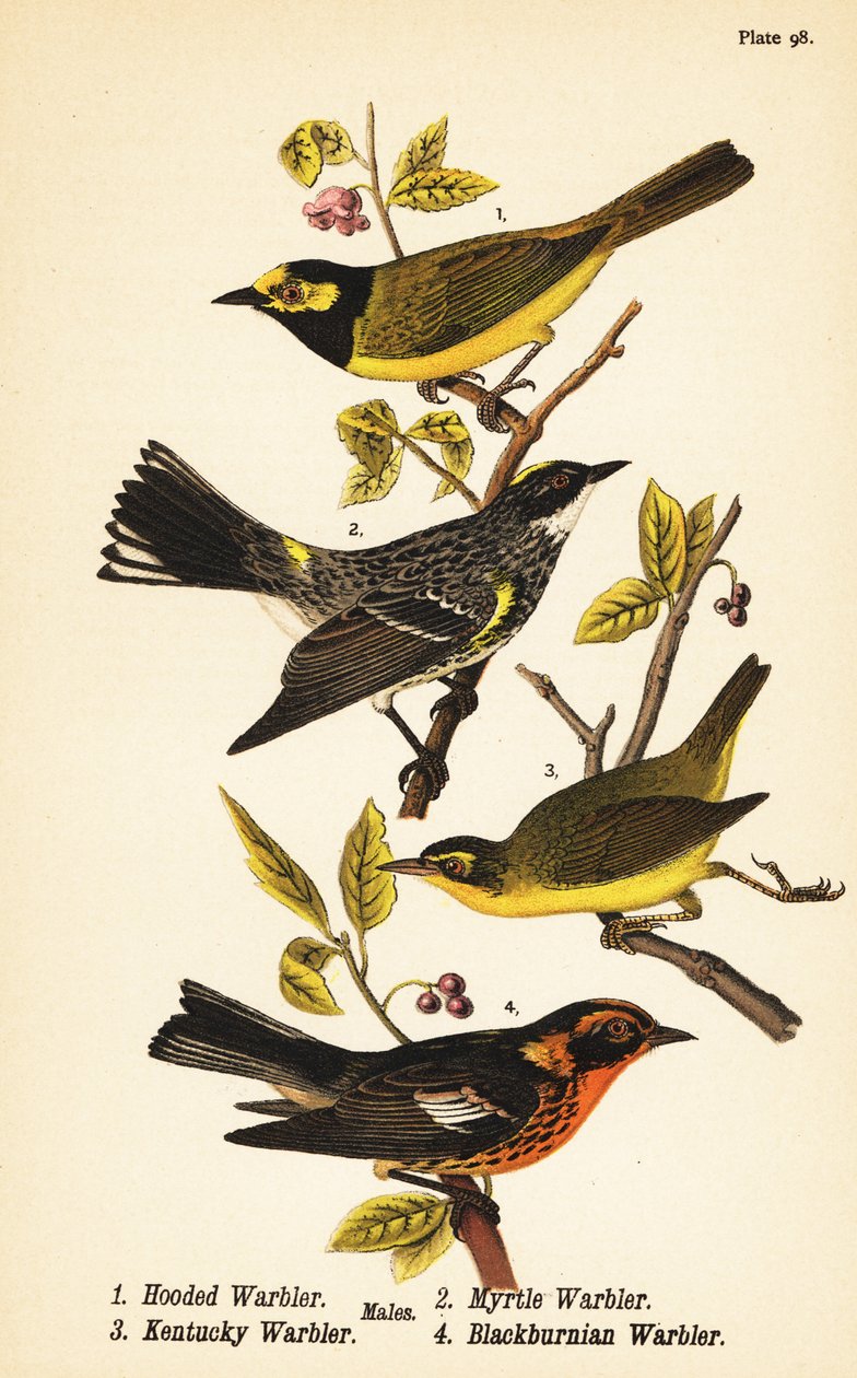 Kukuletalı ötleğen, Setophaga citrina 1, sarı sırtlı ötleğen, Setophaga coronata 2, Kentucky ötleğen, Geothlypis formosa 3 ve Blackburnian ötleğen, Setophaga fusca 4 by John James (after) Audubon