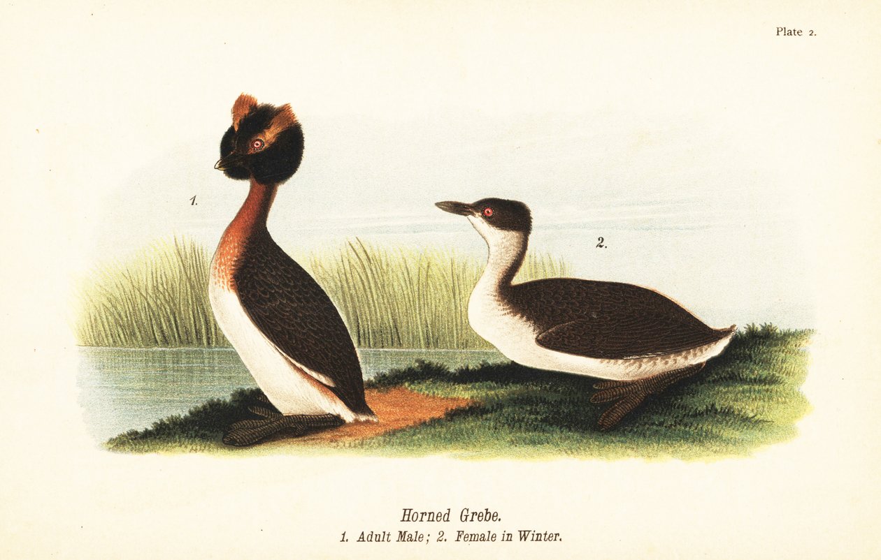Boynuzlu batağan, Podiceps auritus, yetişkin erkek 1 ve kış tüylü dişi by John James (after) Audubon