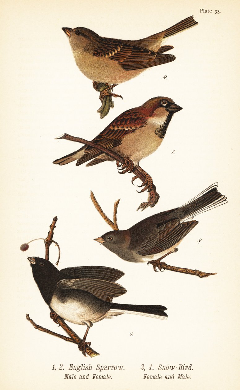 Ev serçesi, Passer domesticus ve kara gözlü junco, Junco hyemalis by John James (after) Audubon