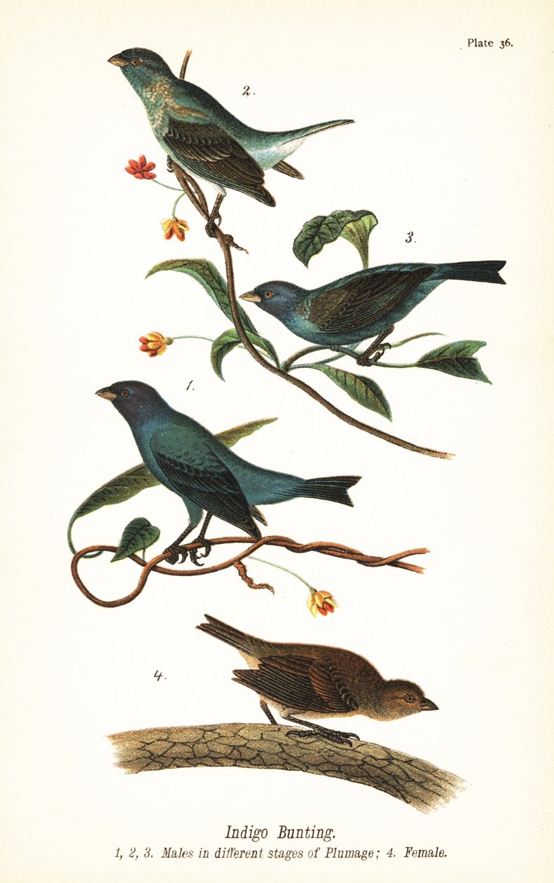İndigo kiraz kuşu, Passerina cyanea, tüylerin farklı evrelerindeki erkekler 1,2,3 ve dişi 4 by John James (after) Audubon