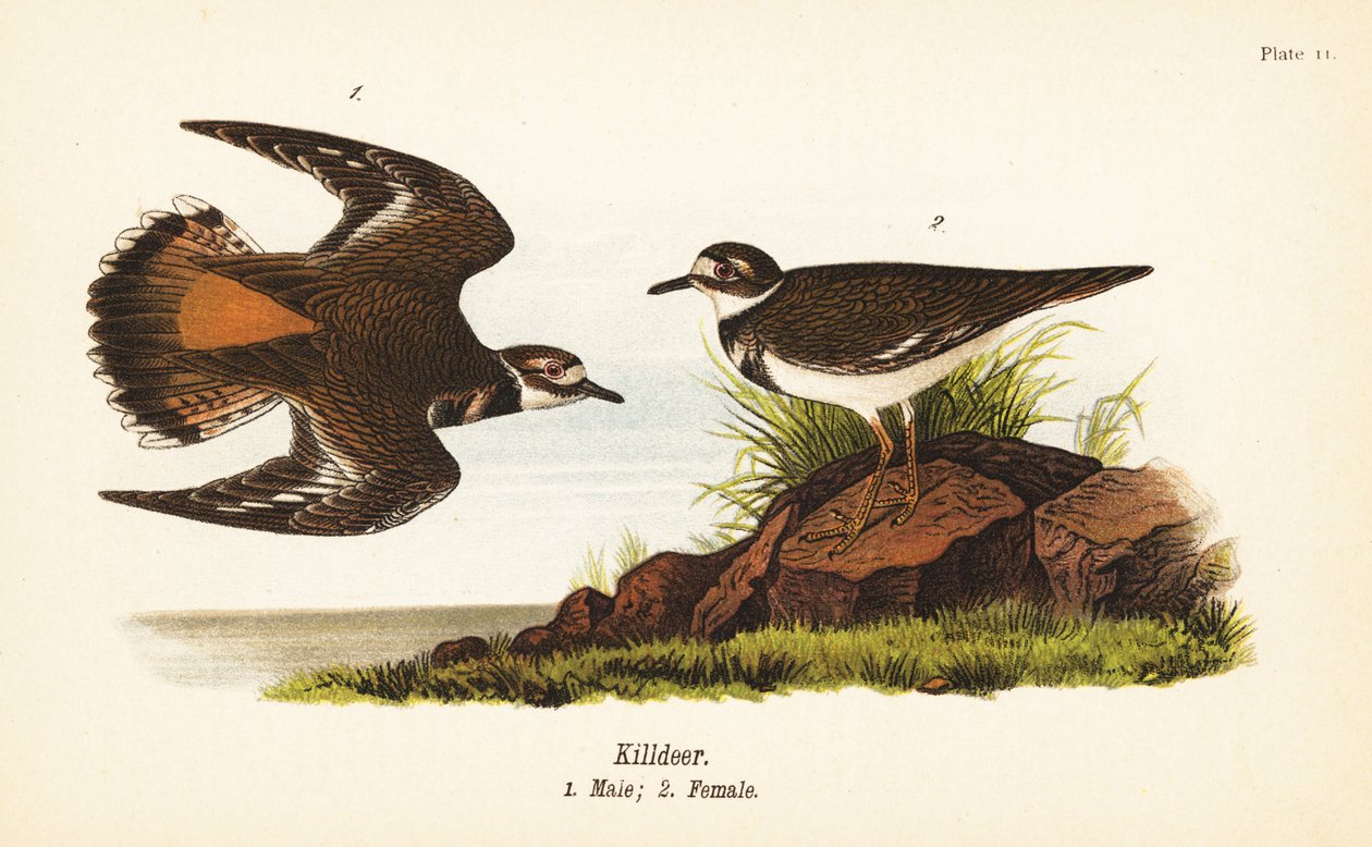 Killdeer, Charadrius vociferus, erkek 1, dişi 2 by John James (after) Audubon