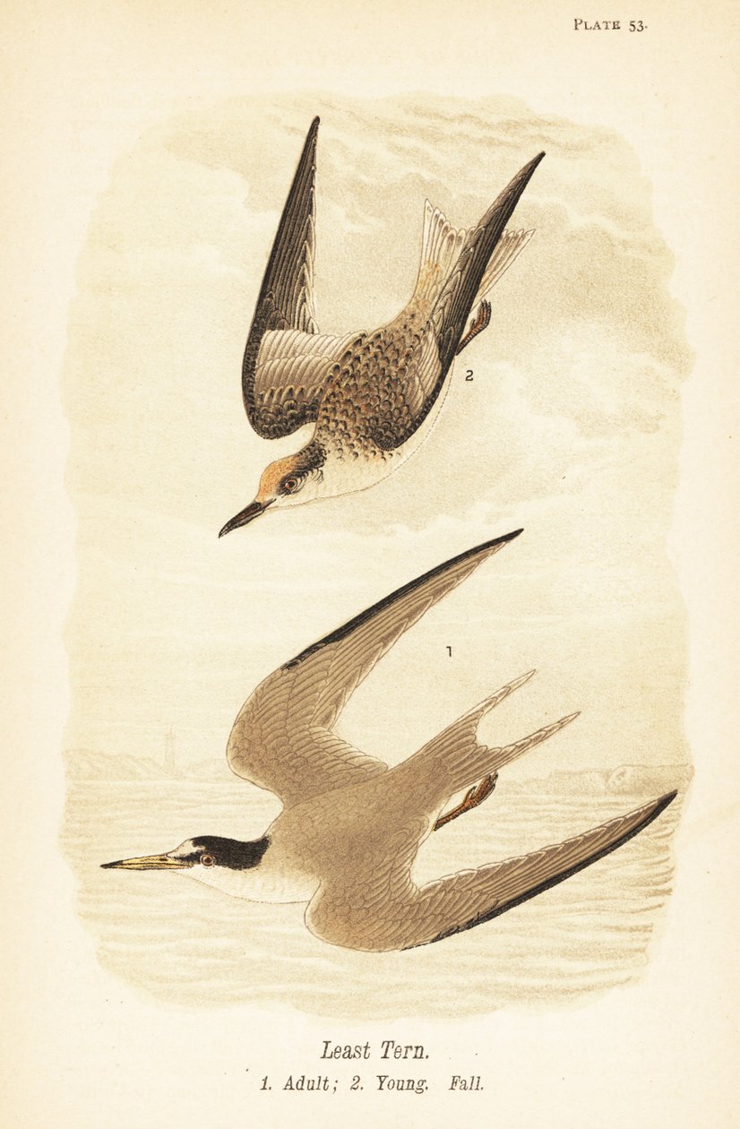 En küçük sumru, Sternula antillarum, yetişkin 1, genç, sonbahar tüyleri 2 by John James (after) Audubon