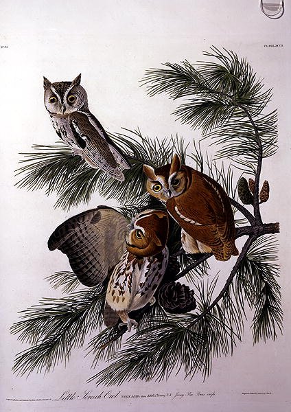Robert Havell (1793-1878) tarafından oyulmuş 