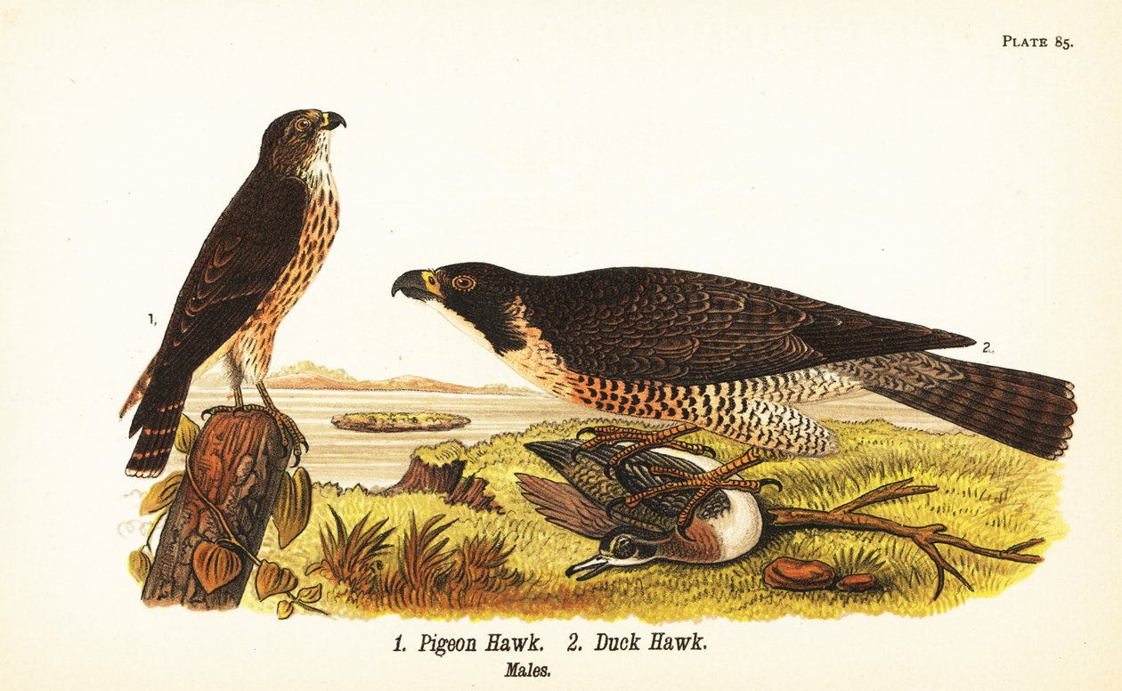 Merlin, Falco columbarius 1 ve ördekli gökdoğan, Falco peregrinus 2 by John James (after) Audubon