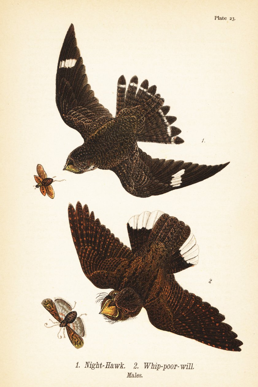 Gece şahini, Chordeiles minör 1 ve doğu kırbaç-fakir irade, Antrostomus vociferus, kırbaç-fakir-vasiyet 2, erkekler by John James (after) Audubon