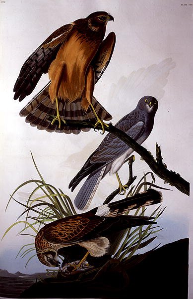 Robert Havell (1793-1878) tarafından oyulmuş 
