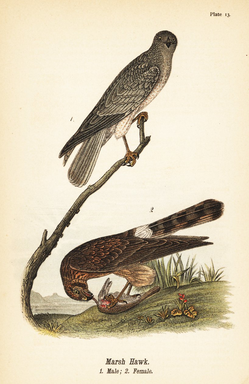 Kuzey harrier, Circus hudsonius by John James (after) Audubon