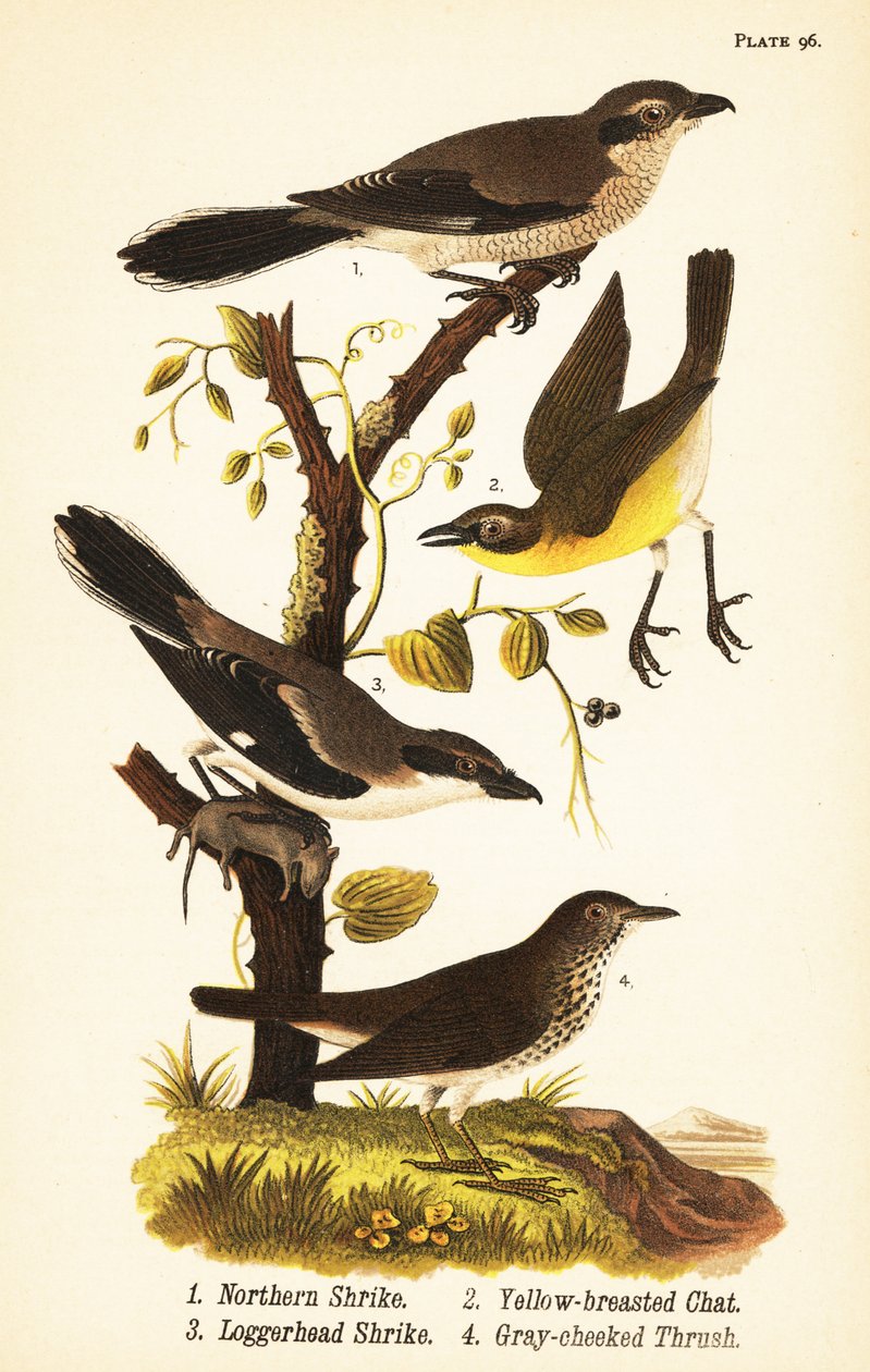 Kuzey örümcek kuşu, Lanius borealis 1, sarı göğüslü sohbet, Icteria virens 2, deniz kaplumbağası örümcek balığı, Lanius ludovicianus by John James (after) Audubon