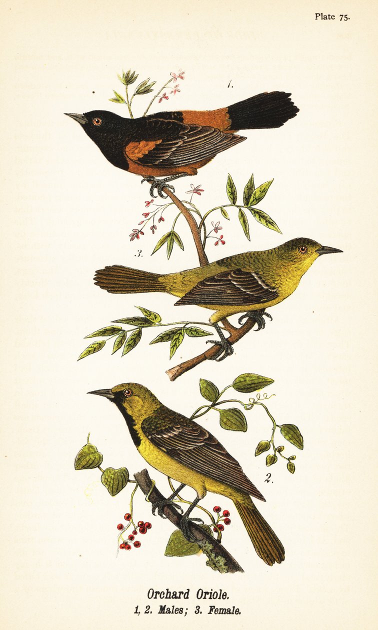 Orchard oriole, Icterus spurius, erkek 1,2 ve dişi 3 by John James (after) Audubon