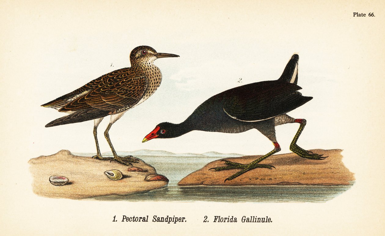Pektoral kum kuşu, Calidris melanotos 1 ve yaygın gallinule, Gallinula galeata 2 by John James (after) Audubon