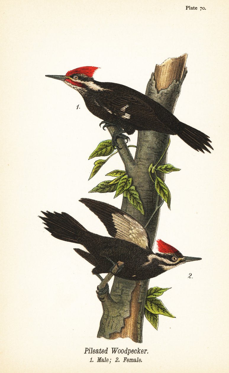 Pileli ağaçkakan, Dryocopus pileatus, erkek 1, dişi 2 by John James (after) Audubon