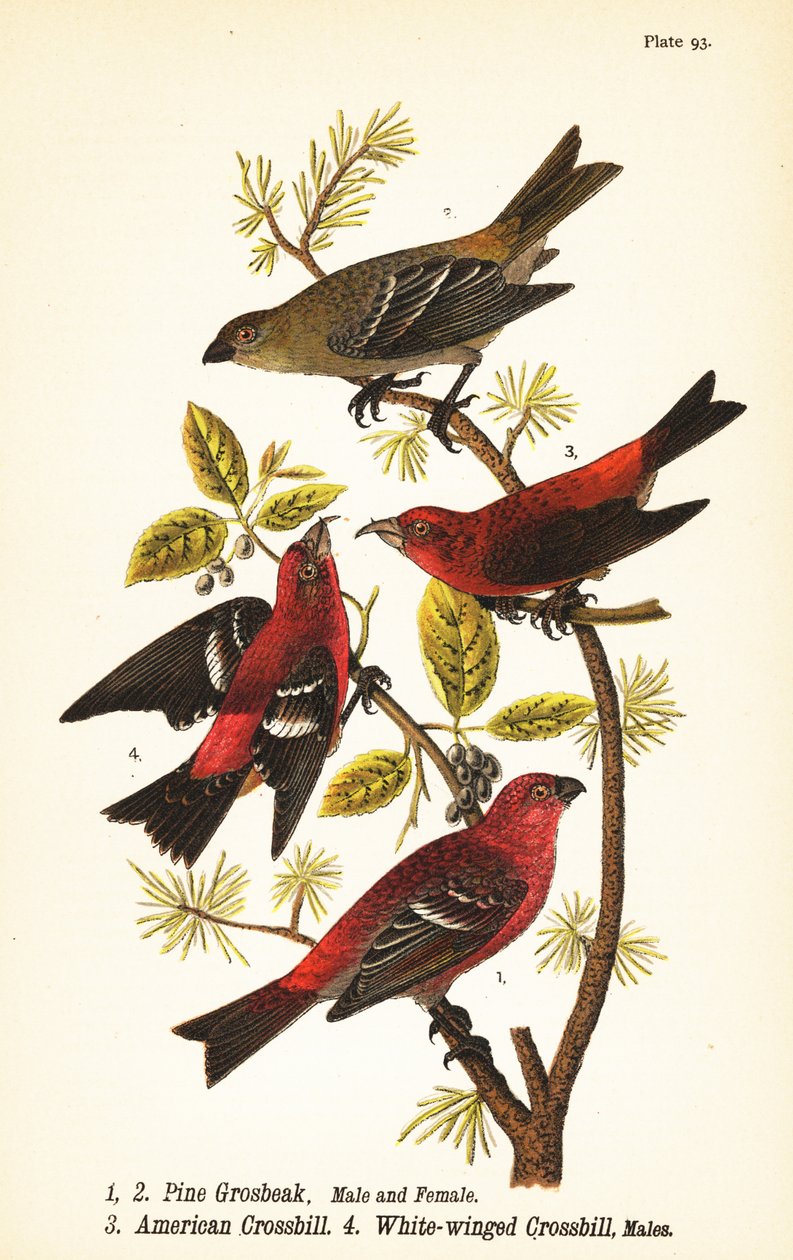 Çam grosbeak, Pinicola enükleatör, erkek 1, dişi 2, Amerikan crossbill veya red crossbill, Loxia curvirostra 3, beyaz kanatlı çapraz gagalı, Loxia leucoptera 4, erkek by John James (after) Audubon