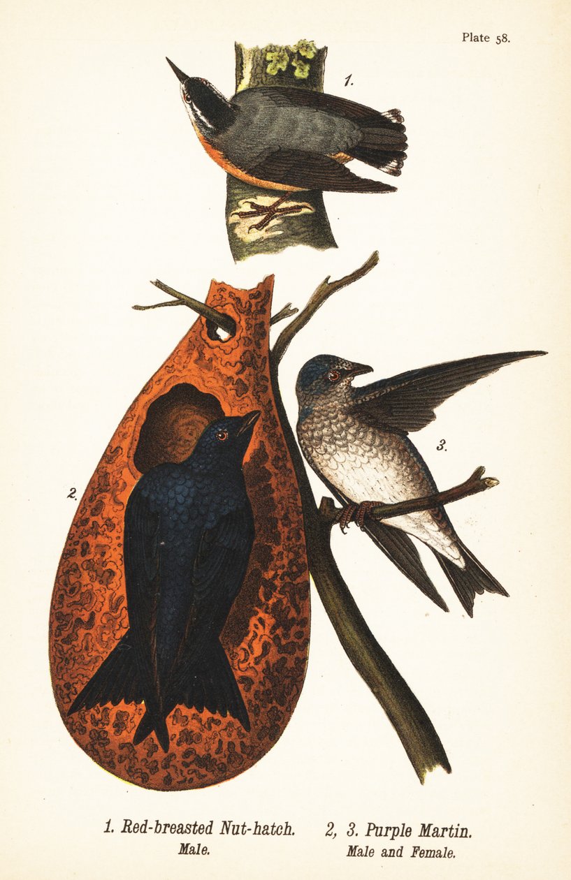 Kızıl göğüslü sıvacı kuşu, Sitta canadensis, erkek 1 ve mor martin, Progne subis, erkek 2 ve dişi 3 by John James (after) Audubon