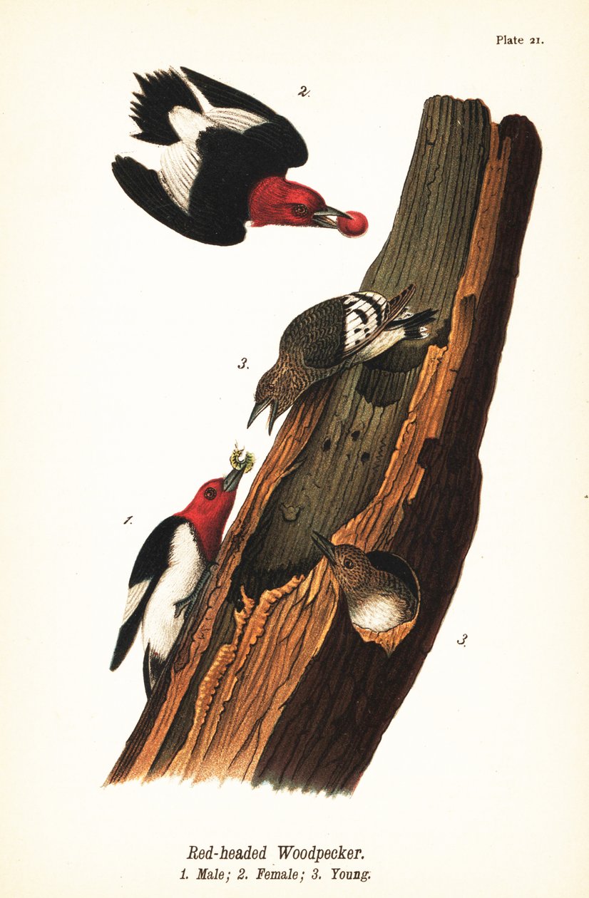 Kızıl başlı ağaçkakan, Melanerpes erythrocephalus, erkek 1, dişi 2, genç 3 by John James (after) Audubon