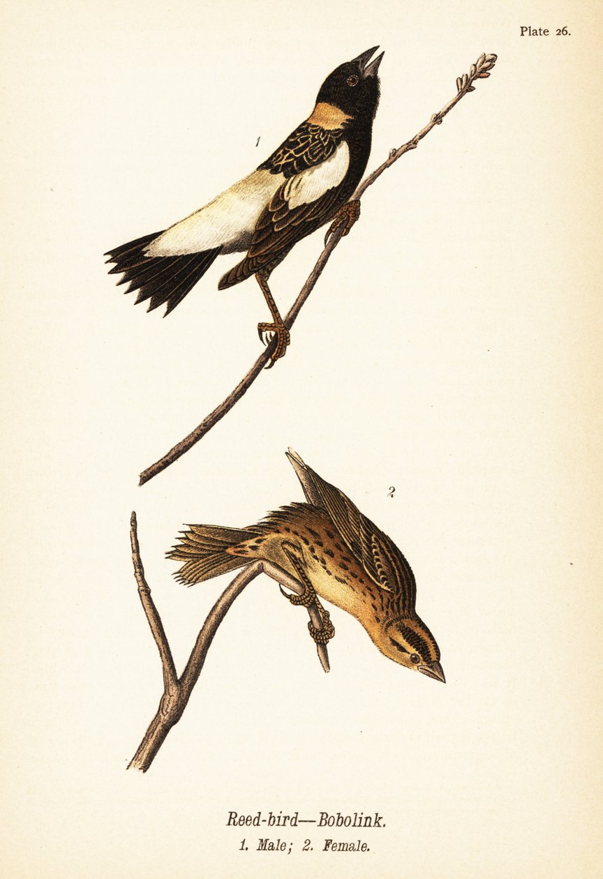 Kamış kuşu veya bobolink, Dolichonyx oryzivorus, erkek 1, dişi 2 by John James (after) Audubon