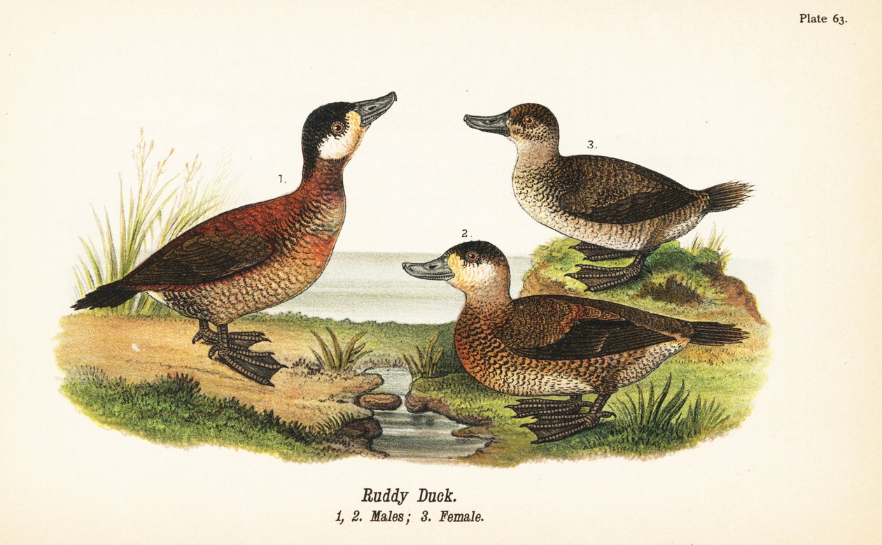 Kızıl ördek, Oxyura jamaicensis, erkek 1,2 ve dişi 3 by John James (after) Audubon
