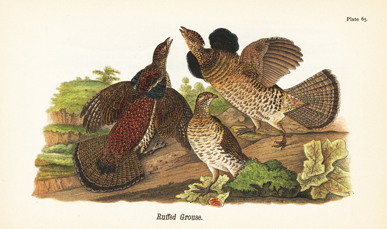 Ruffed orman tavuğu, Bonasa umbellus by John James (after) Audubon