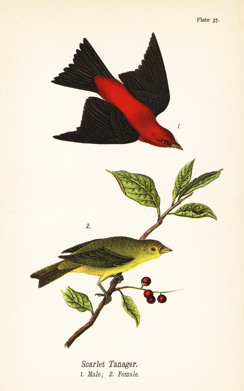 Scarlet tanager, Piranga olivacea, erkek 1, dişi 2 by John James (after) Audubon