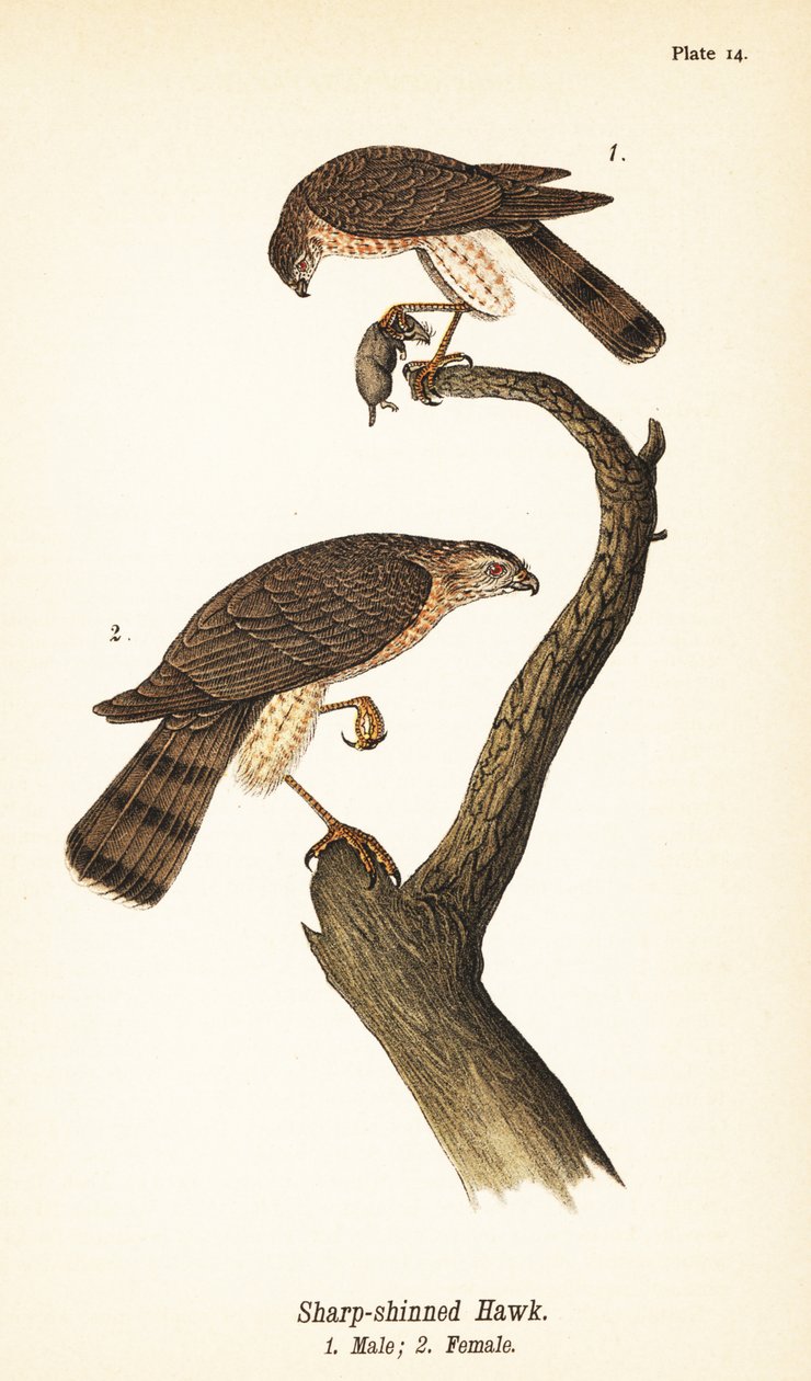 Sivri uçlu şahin, Accipiter striatus, erkek av 1, dişi 2 by John James (after) Audubon