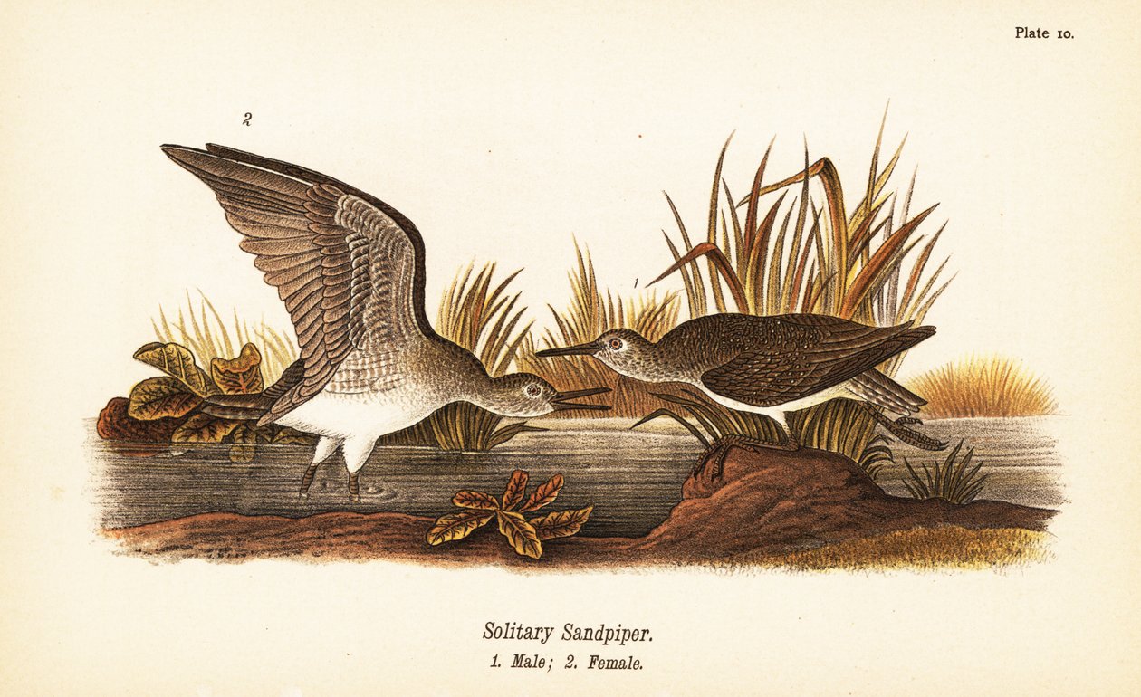 Yalnız kum kuşu, Tringa solitaria, erkek 1, dişi 2 by John James (after) Audubon