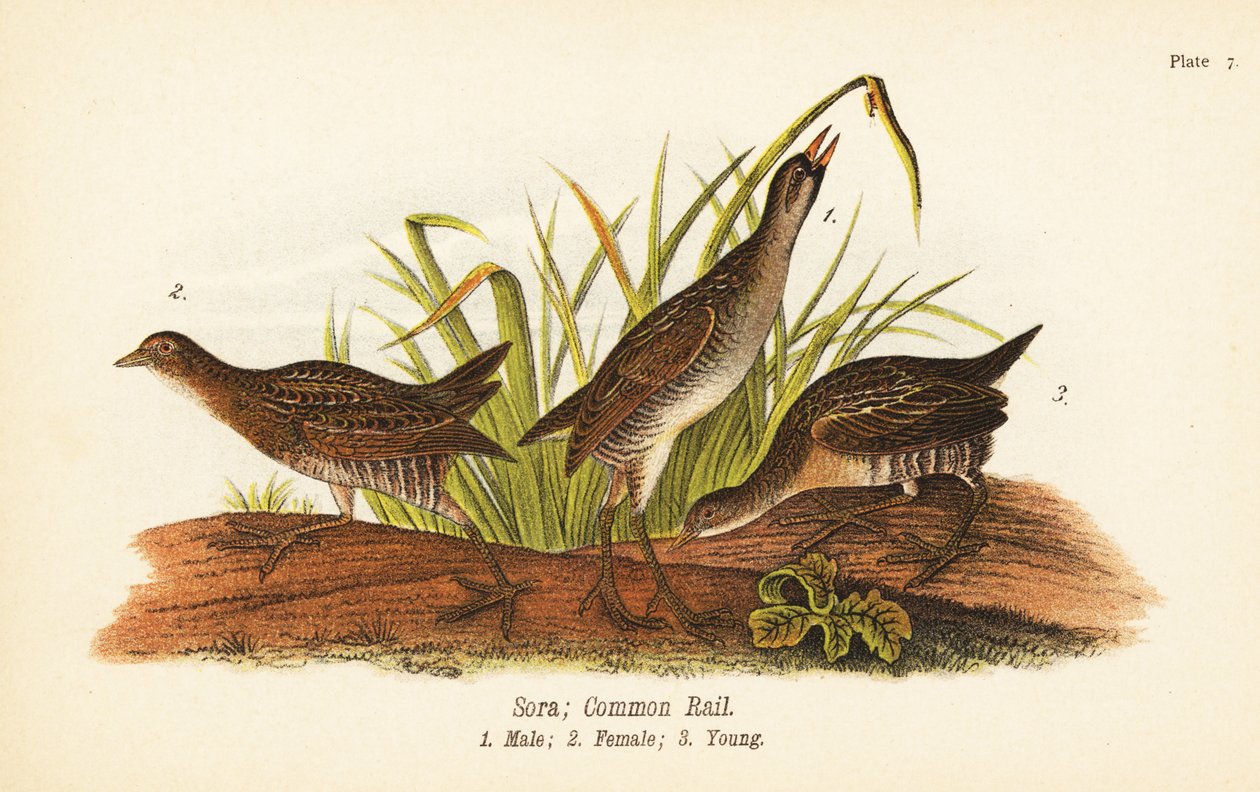 Sora veya common rail, Porzana carolina, erkek 1, kadın 2, genç 3 by John James (after) Audubon