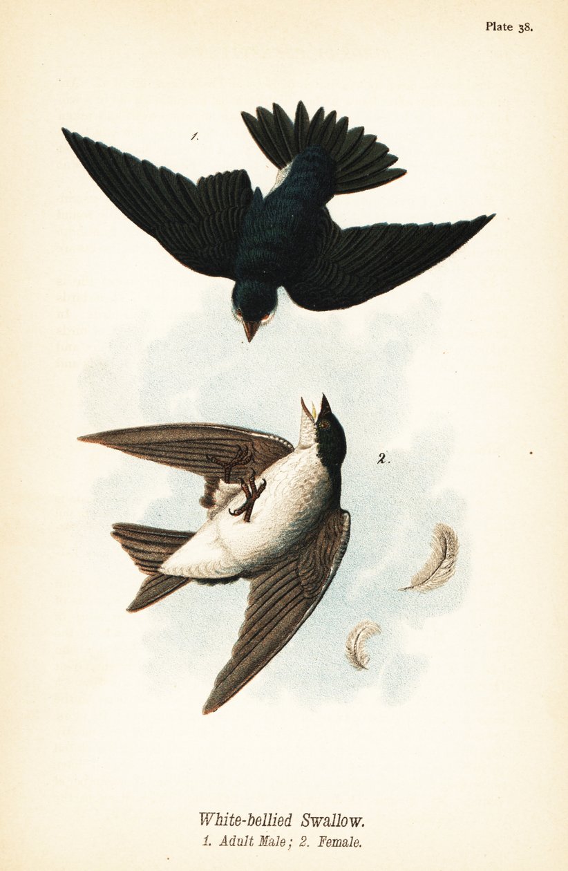 Ağaç kırlangıç, Tachycineta bicolor by John James (after) Audubon
