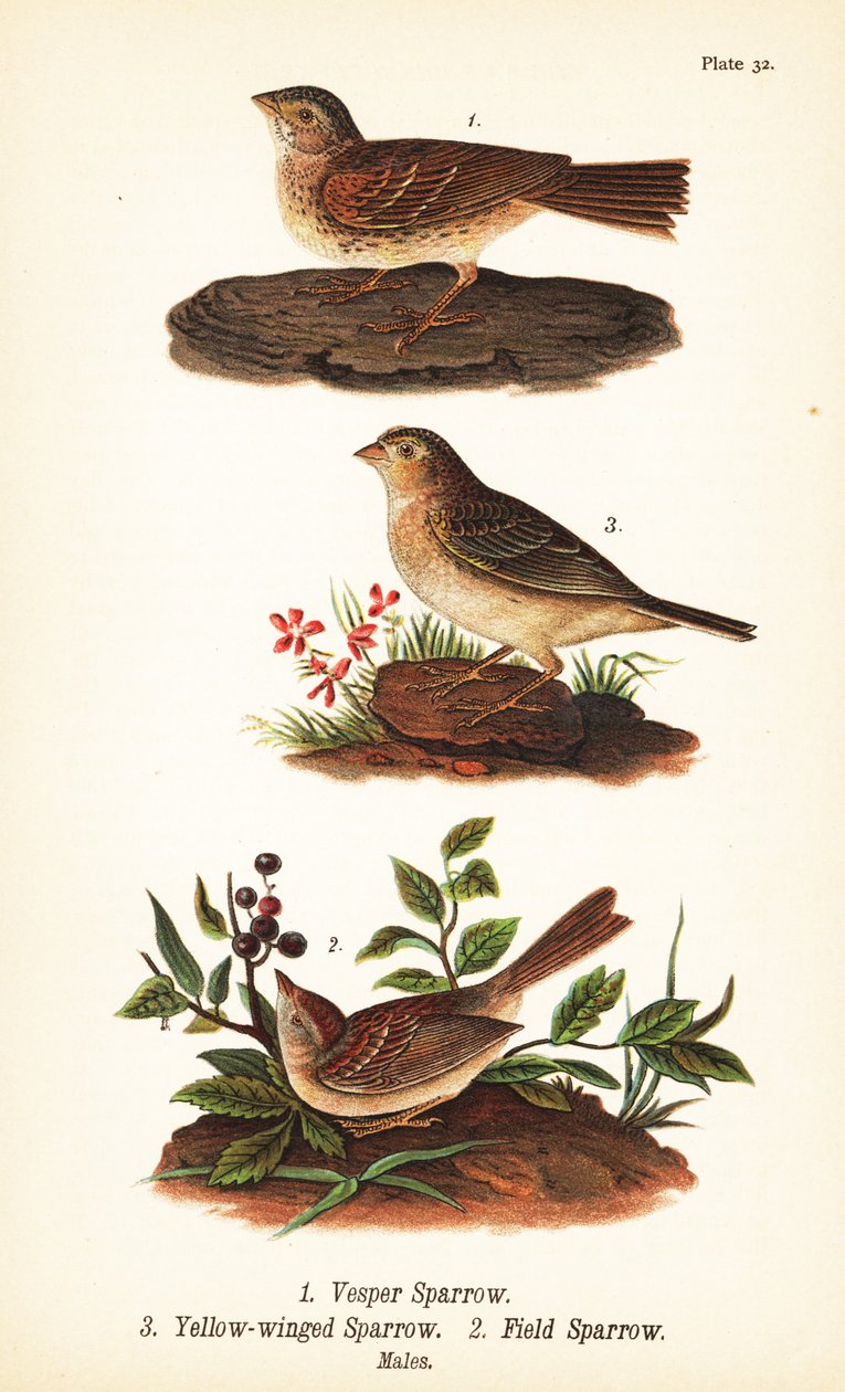 Vesper serçe, Pooecetes gramineus 1, çekirge serçe, Ammodramus savannarum 2 ve tarla serçesi, Spizella pusilla 3 by John James (after) Audubon
