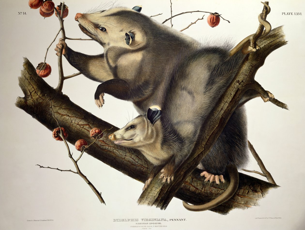 Virginian Opossum, 