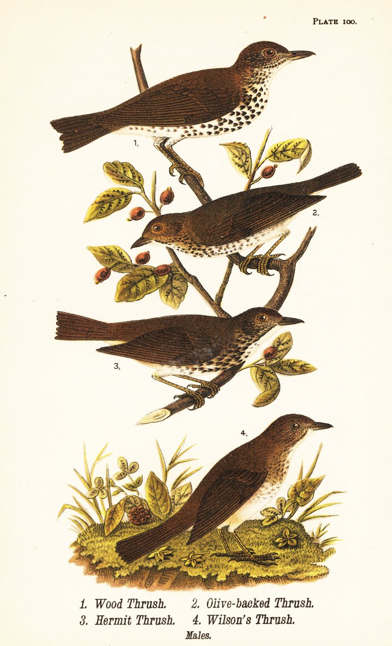 Tahta ardıç kuşu, Hylocichia mustelina 1, Swainson ardıç kuşu, Catharus ustulatus 2, zeytin sırtlı pamukçuk veya münzevi pamukçuk, Catharus guttatus 3 ve alaca pamukçuk veya Wilson ardıç kuşu, Catharus fuscescens 4 by John James (after) Audubon