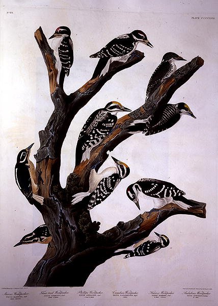 Robert Havell (1793-1878) 1838 (renkli gravür) tarafından oyulmuş 