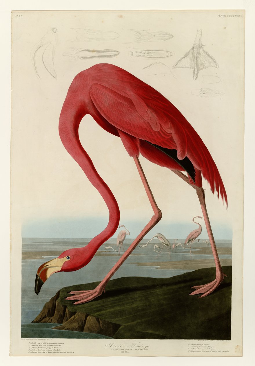  by John James Audubon