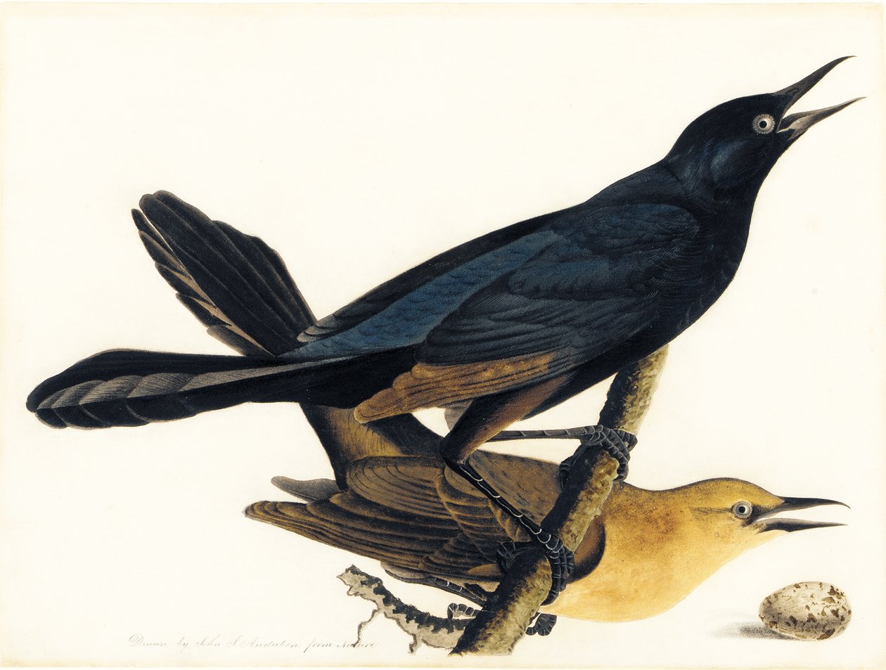 Bir Çift Kayık Kuyruklu Grackles by John James Audubon
