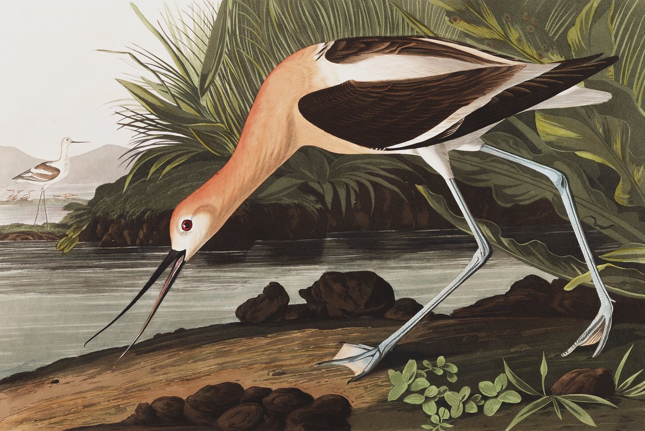 American Avocet, Recurvirostra Americana, John J. Audubon tarafından yazılan "The Birds of America"dan, pub. 1827-38 by John James Audubon