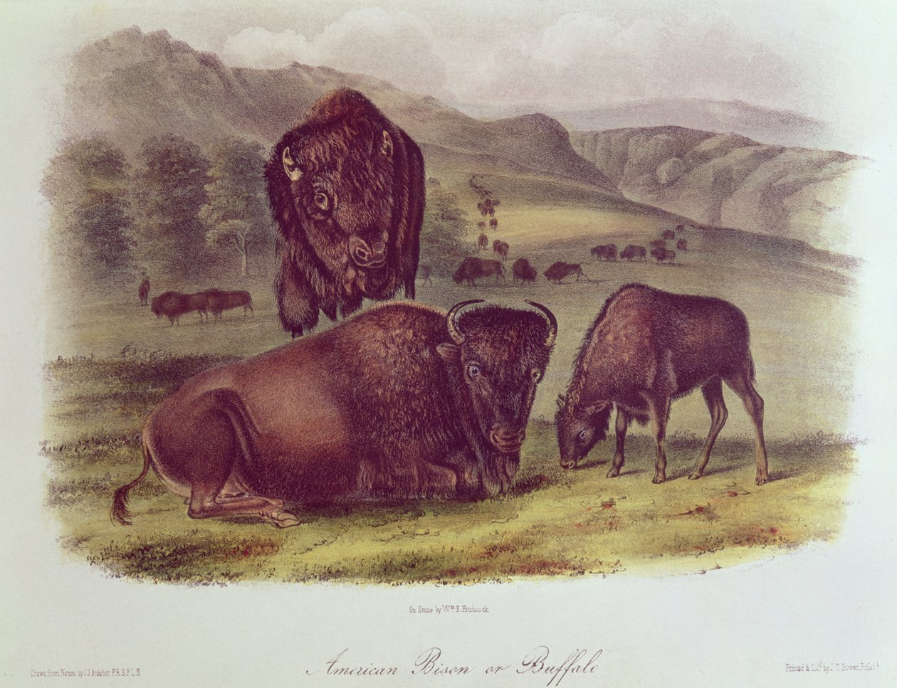Amerikan Bizonu veya Buffalo, 